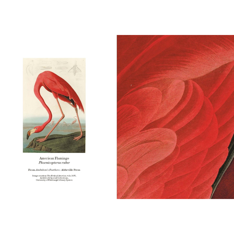 Audubon's Feathers: A Detailed Notes Notecard Box