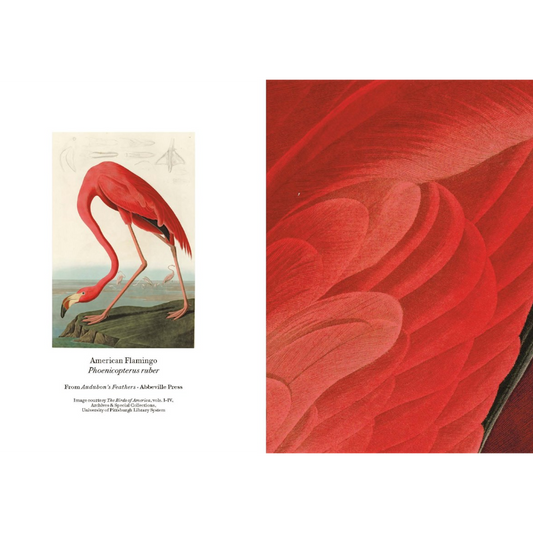 Audubon's Feathers: A Detailed Notes Notecard Box