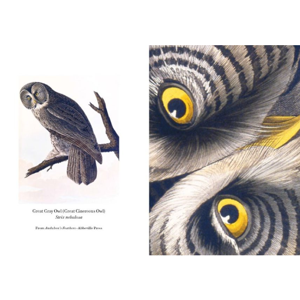 Audubon's Feathers: A Detailed Notes Notecard Box