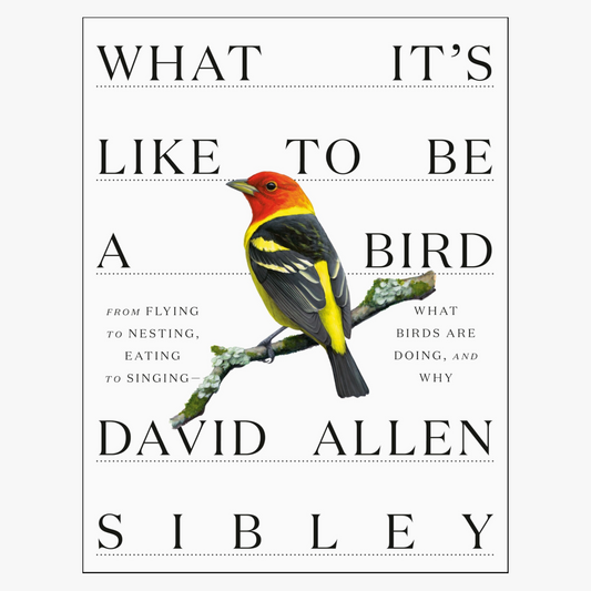 What It's Like To Be A Bird