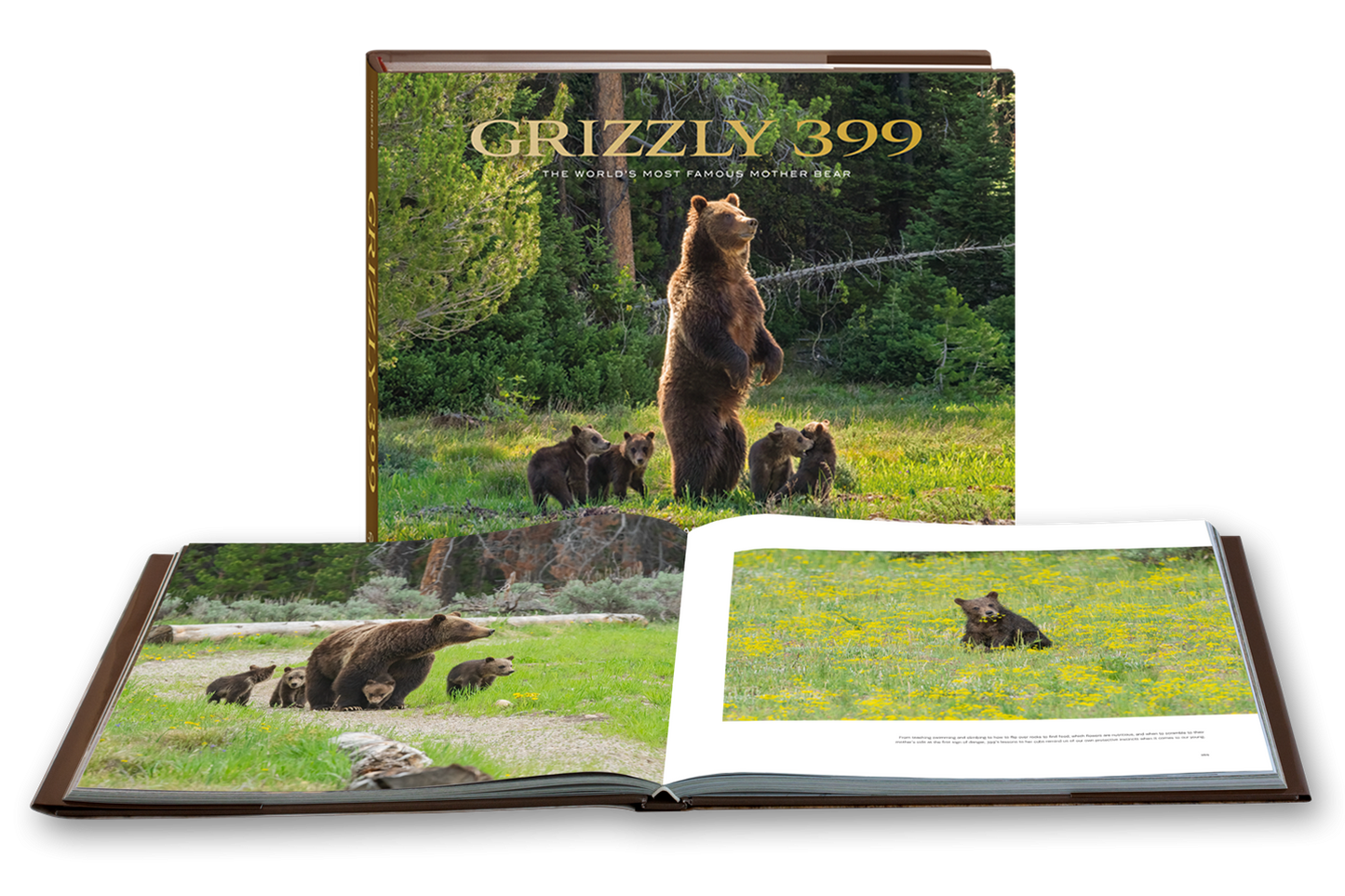 Grizzly 399 The world’s most famous mother bear