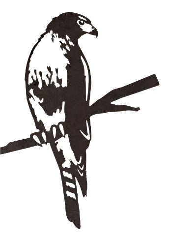 Red-Tailed Hawk