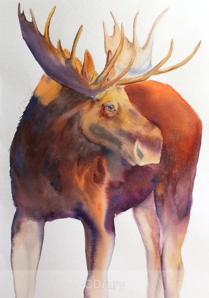 NC  CD Bull Moose