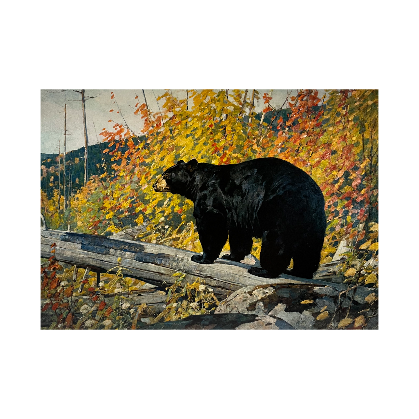 Carl Runguis 'American Black Bear' Notecard