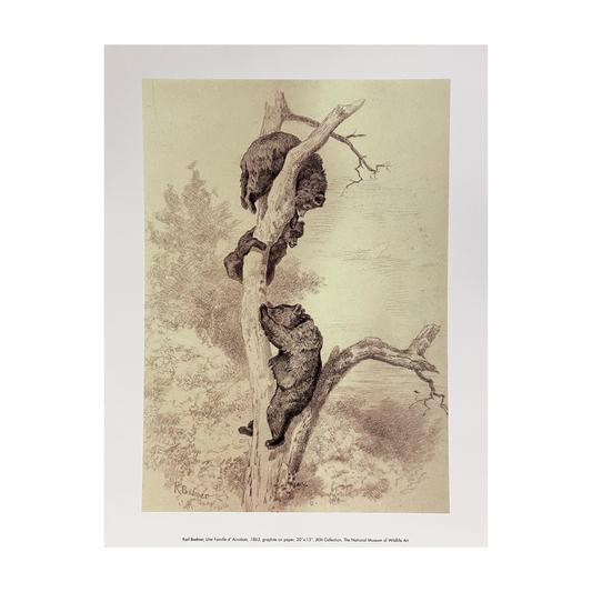 'Famille D'Acrobat' Karl Bodmer Print