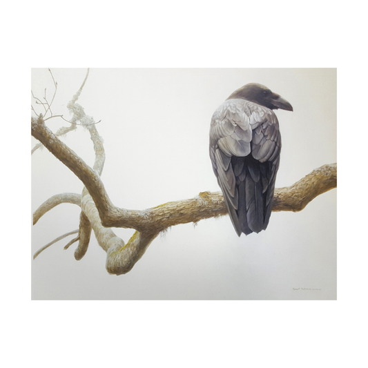 'Lone Raven' Robert Bateman Poster