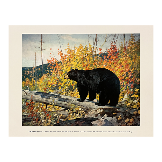 'American Black Bear' Carl Rungius Print