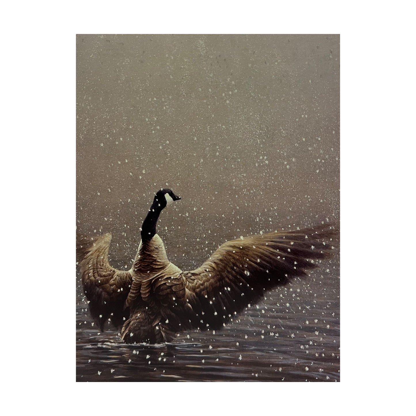 Robert Bateman 'Stretching Canada Goose' Notecard