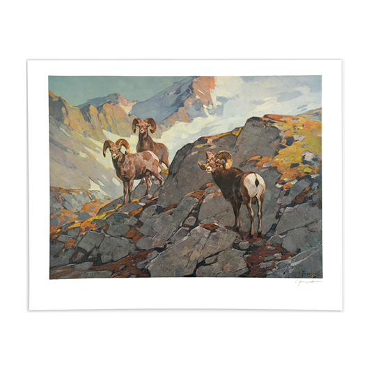 'Wander Above the Timberline' Carl Rungius Print