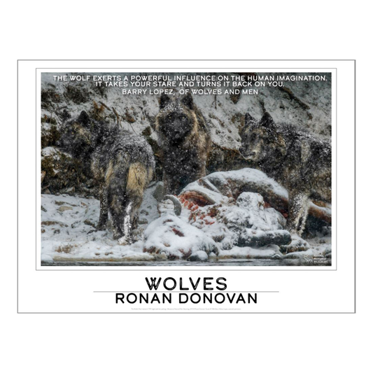 Ronan Donovan Poster 'Wolf #2'