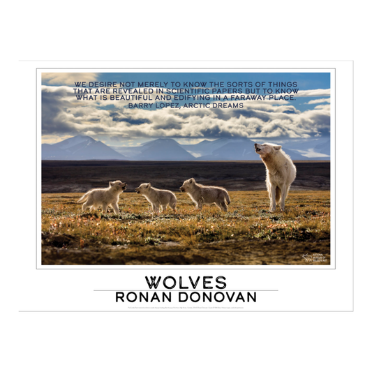 Ronan Donovan Poster 'Wolf #5'