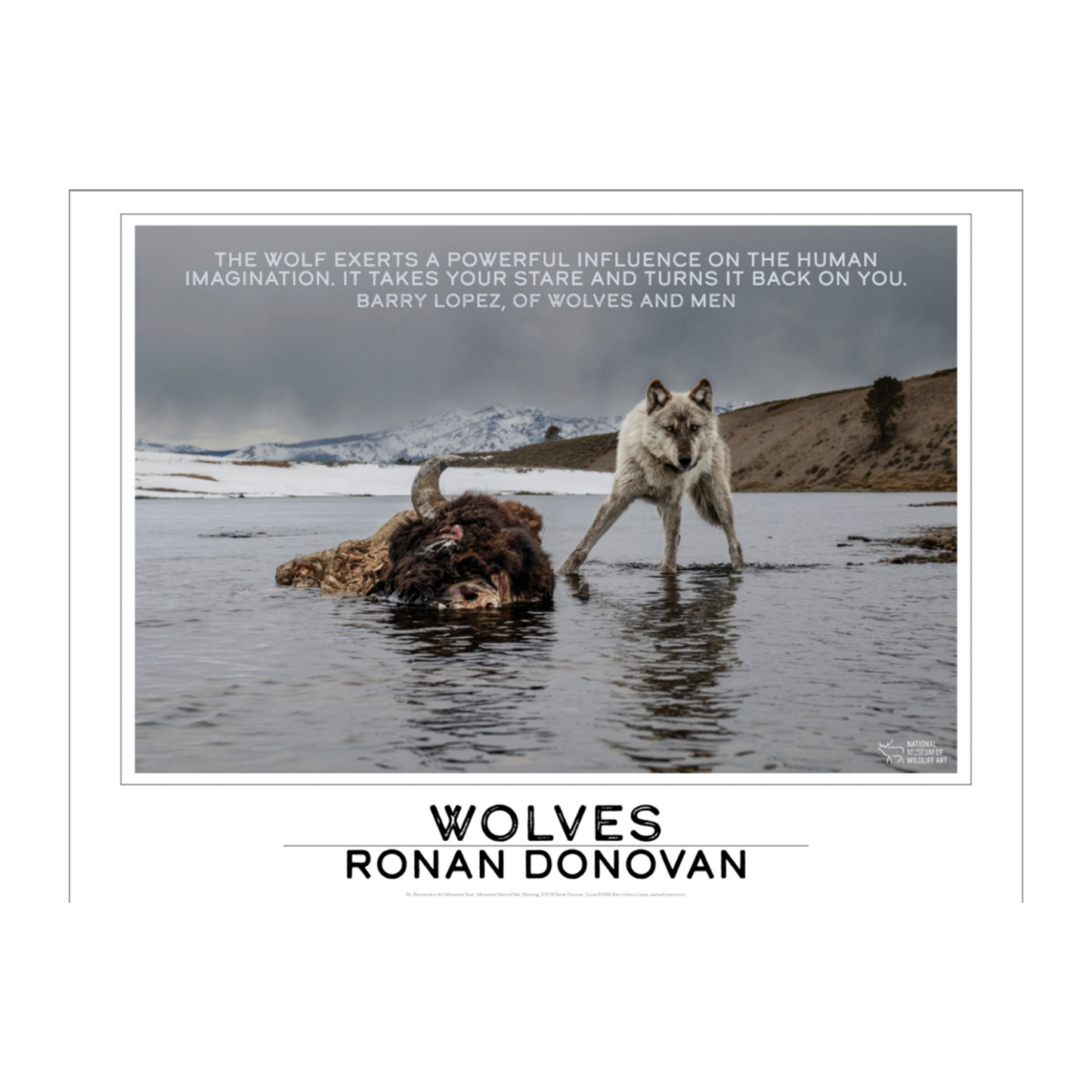 Ronan Donovan Poster 'Wolf #8'