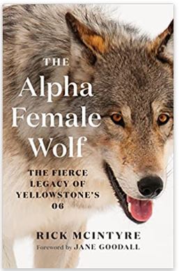 Alpha Female Wolf