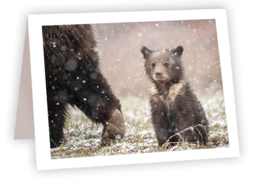 NC AR Baby Bear in Snow