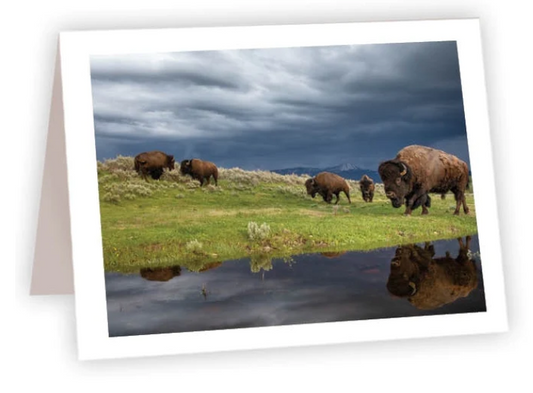 NC AR Bison Herd Grazing