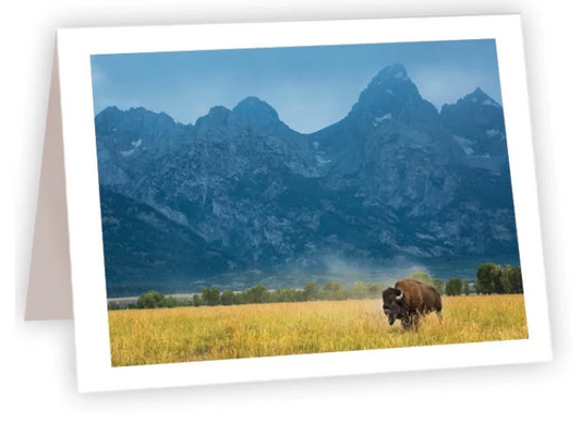 NC AR Bison (Mountain Range)