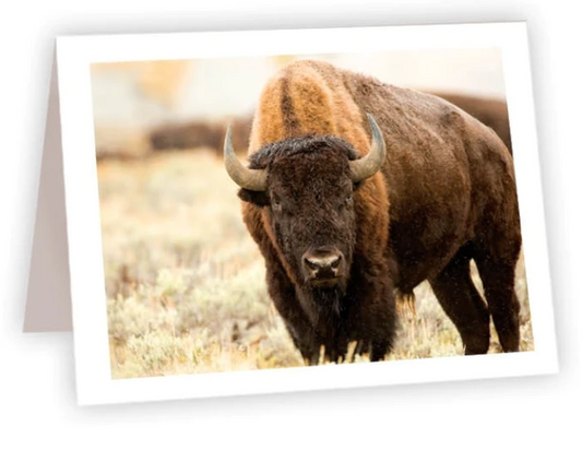 NC AR Bison Up Close