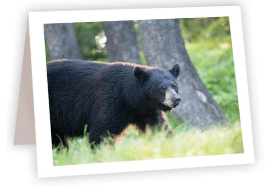 NC AR Black Bear Walking
