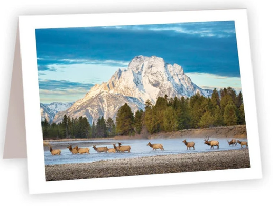 NC AR Elk Herd (Crossing River)