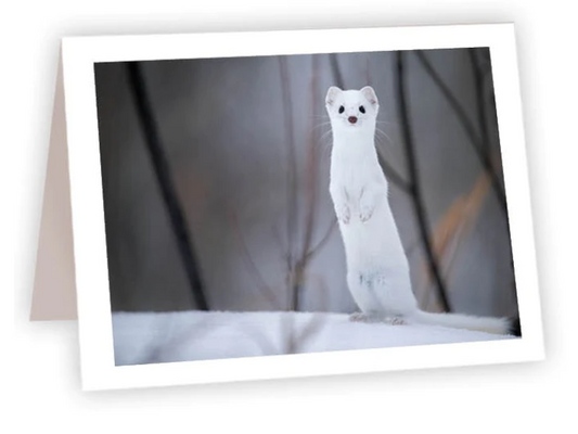 NC AR Ermine Weasel