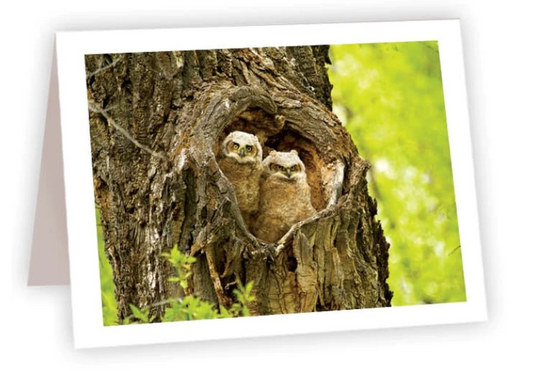 NC AR Great Horned Chicks