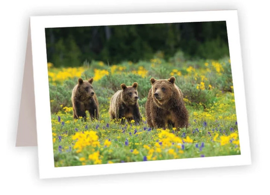 NC AR Grizzly Journey 2