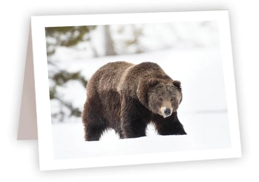 NC AR Hungry Bear