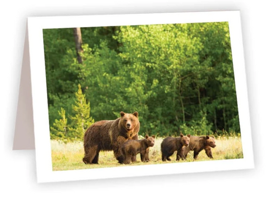 NC  Mama Bear 3 Cubs