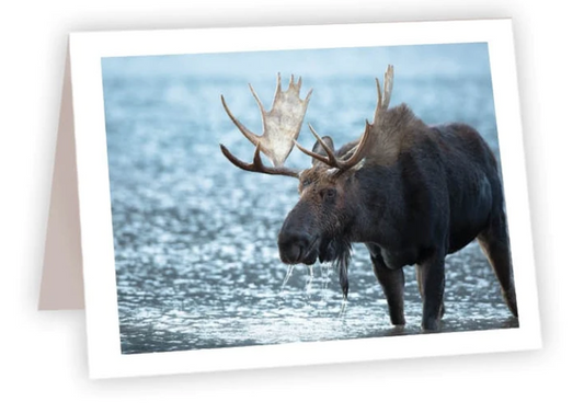 NC AR Moose in Water