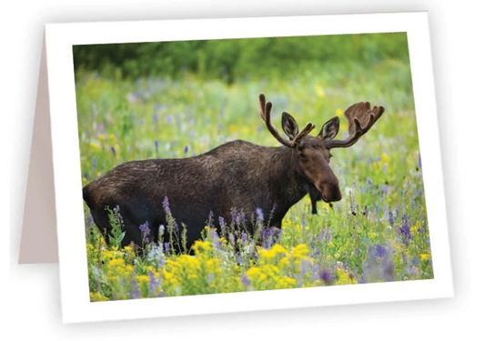 NC AR Moose (In Wildflowers)