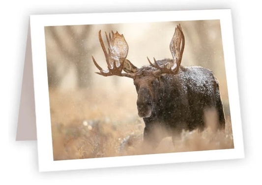 NC AR Shoshone Moose