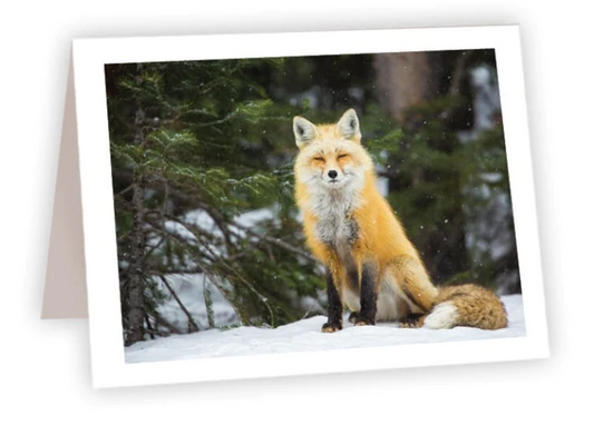 NC AR Snow Fox