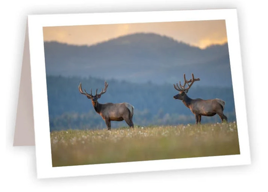 NC AR Summer Elk