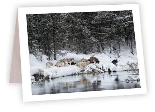 NC AR Wolf Pack by River